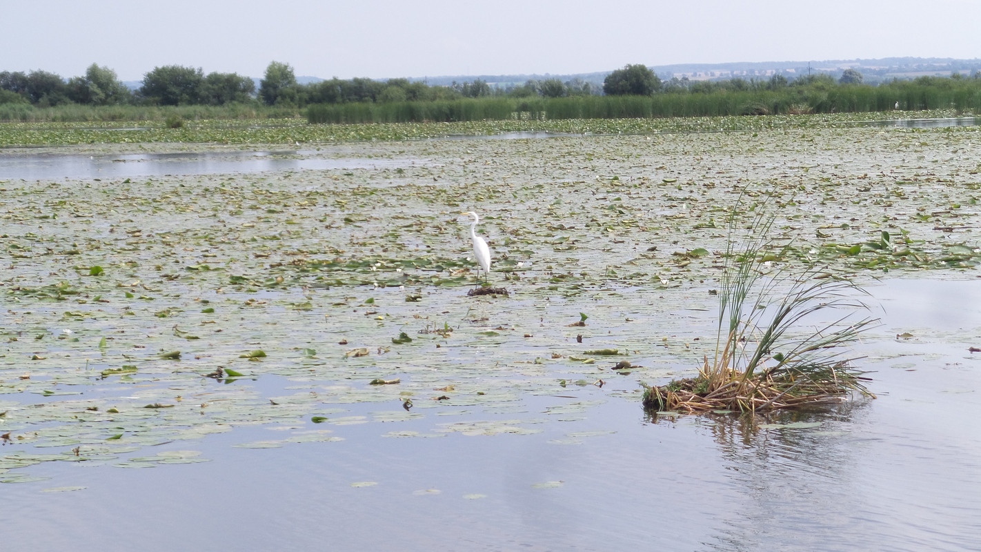 jezioro Druzno