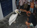 kolacja pelikana w Mikonos